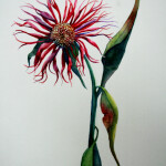 BeeBaumFlower